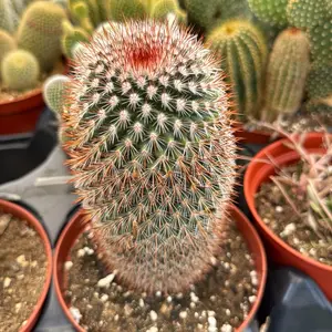 Mammillaria Red Headed Irishman 6 inch pot Plant Cacti