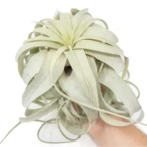 Tillandsia Xerographica, Air Plant, Multiple Sizes, Easy Care