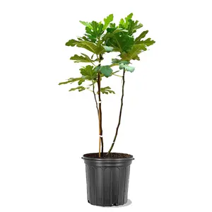 Chicago Hardy Lemon Plum Tree