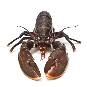 Order Live Maine Lobster – Fresh, Sustainably Sourced Whole Lobsters Delivered Overnight Seafood