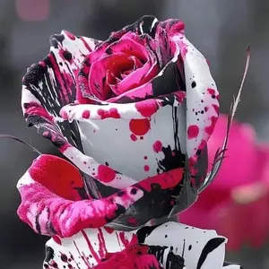 Unique Painted Roses – Add a Splash of Color to Your Garden