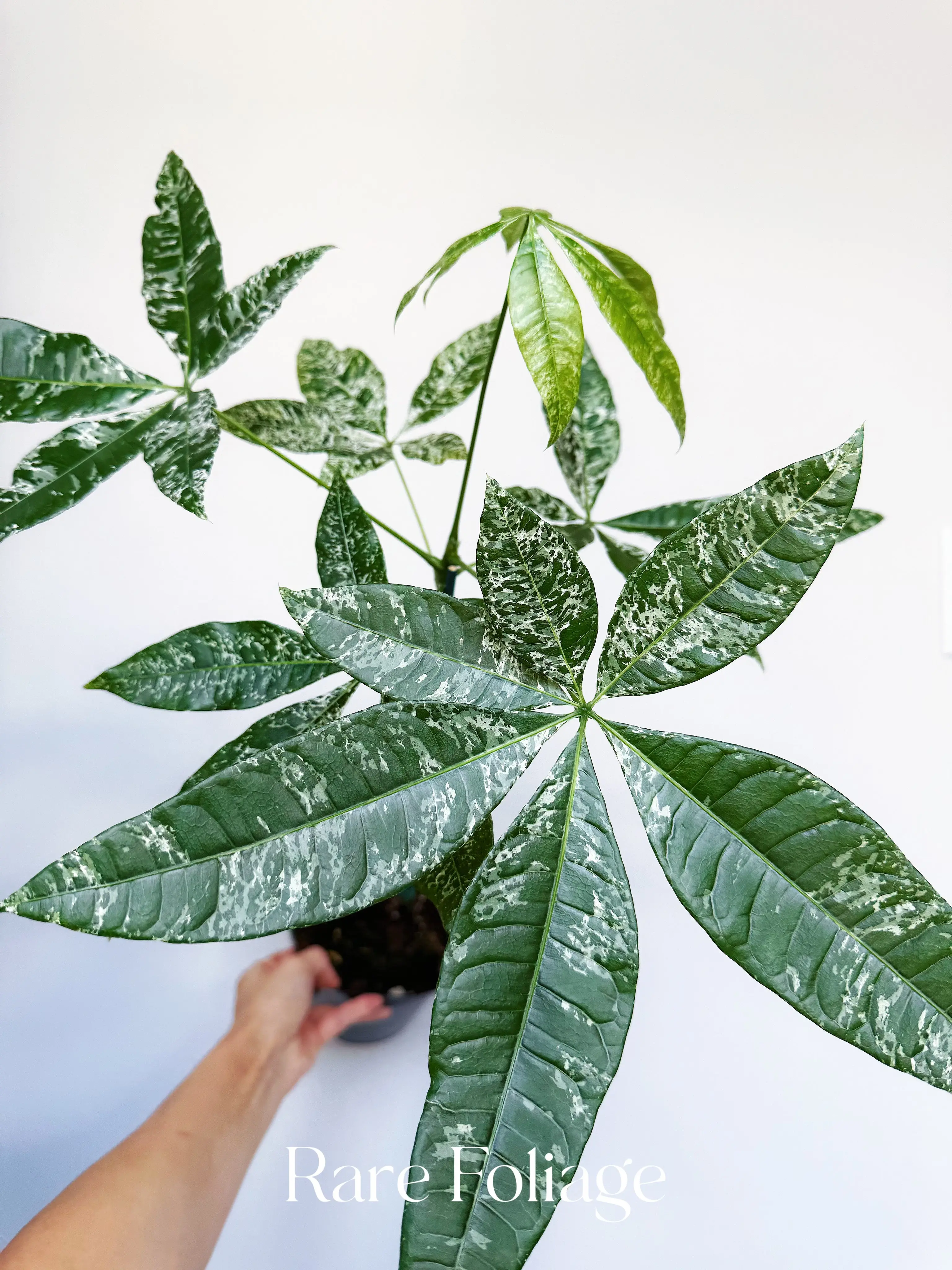 Variegated Money Tree (Non-Grafted) 6” XL