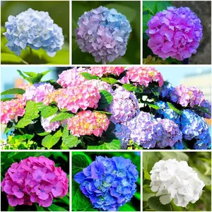Variegated hydrangea seed planting, hydrangea giant snowball shrub, flower plant wedding, outdoor garden - potted plant