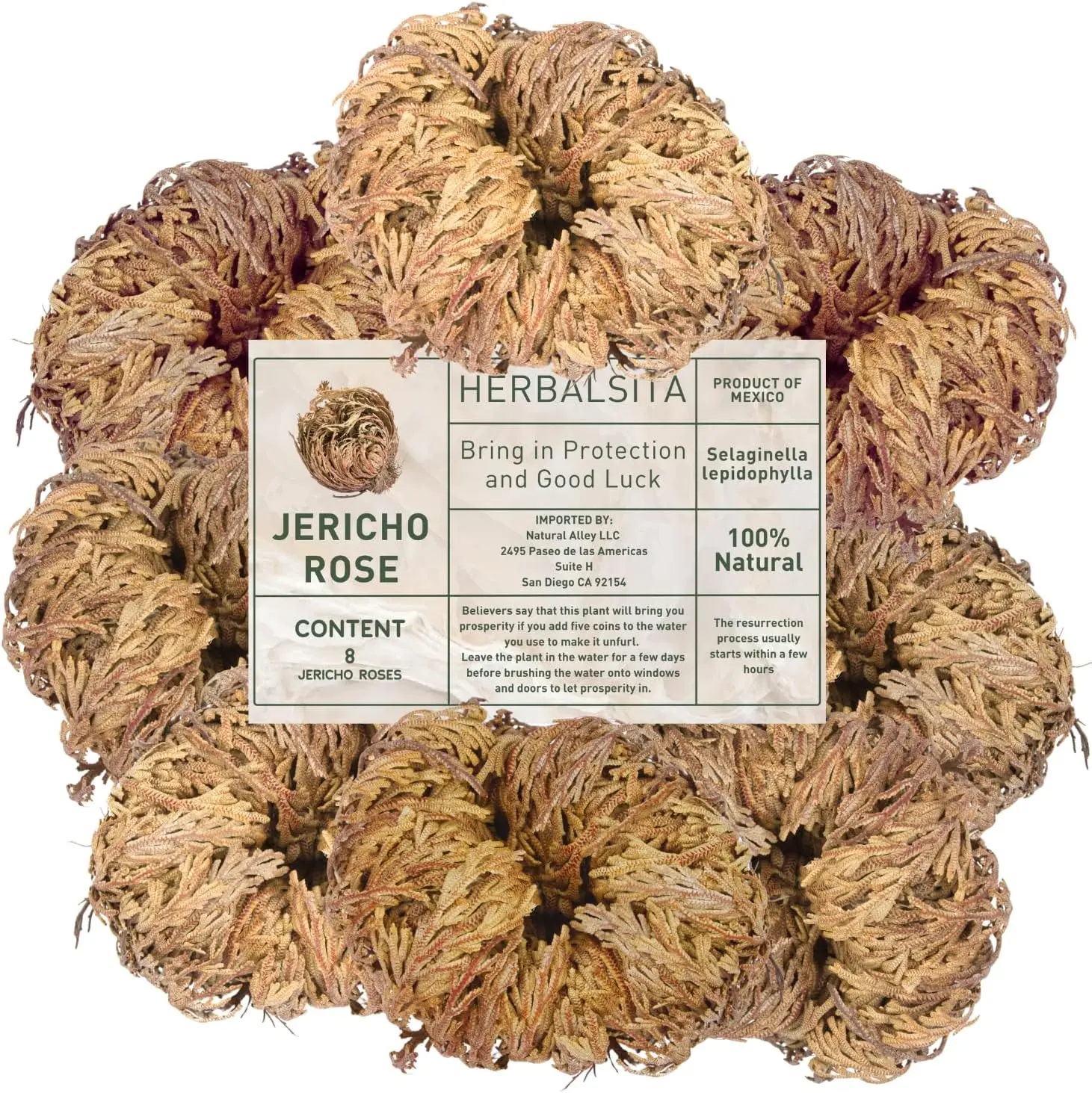Paquete de 8 unidades grandes (2.5 pulgadas -3.5 pulgadas) - Rosa de Jericó (planta de resurrección) – Símbolo de flor de Jericó de prosperidad y abundancia, ideal para decoración del
