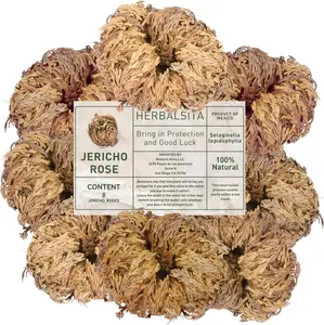 Paquete de 8 unidades grandes (2.5 pulgadas -3.5 pulgadas) - Rosa de Jericó (planta de resurrección) – Símbolo de flor de Jericó de prosperidad y abundancia, ideal para decoración del