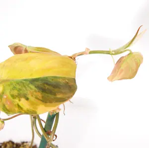 Variegated Philodendron Pink/Aurea Micans rare plant
