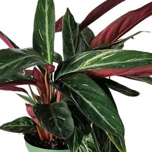 6" Stromanthe Sanguinea Houseplant Indoor Decor Decorative Plant