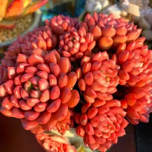 Echeveria Pink Rubby  Ruby Red Live Succulent – Real Plant with Stunning Color | Easy Care & Perfect for Decor