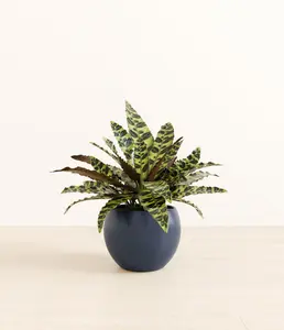 Rattlesnake Calathea