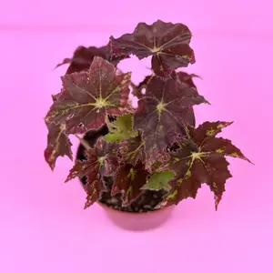 Begonia Phoe’s Butterscotch 4” | Rex Begonia | Warm-Toned Foliage