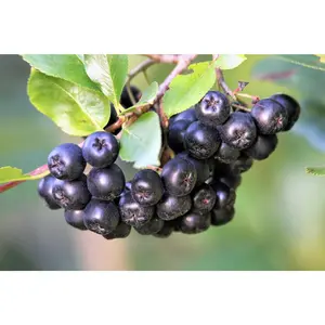 Viking Aronia