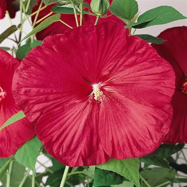 Hibiscus Moscheutos Luna Red Plant Hardy Hibiscus 6 to 8 inch tall Big Flower