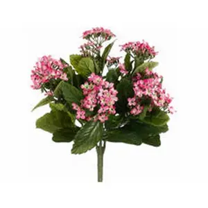 FBK107-PK-TT 13.5 in. Two Tone Pink Kalanchoe Bushes X5- Case of 6