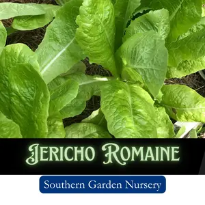 Jericho Romaine Cos Lettuce Seeds, Heat Tolerant Salad Lettuce, Non-GMO Heirloom Variety Fresh Garden Seed