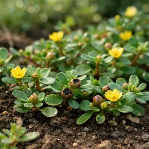 Purslane Seeds – Heat Tolerant Flower Seeds for Garden, Easy Grow Outdoor Plants