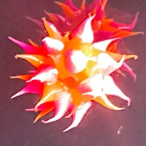 5 Spiky Soft Steelhead Salmon Bead - Red and Orange Colorful Design