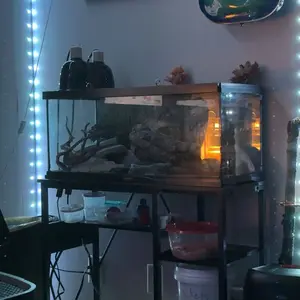 SafePetHeat 50W-150W Ceramic Heat Emitter | No Light Reptile Heat Lamp | Anti-Scald for Reptiles/Chickens/Dogs/Cats