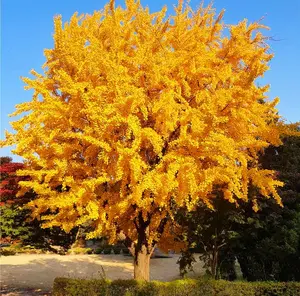25 Ginkgo Biloba Seeds,Rare Ginkgo Unique Leaves Bright Yellow Maidenhair Tree Seeds
