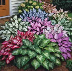 285+ Mixed Color Hosta Seeds for Planting Outdoors- Shade/Cold Tolerant Perennials, Dual Use for Ground Cover & Pots, Low Maintenance Flowers
