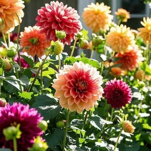 Mixed Color Dahlia Seeds 200 PCS, Large Bloom Flower Seeds for Outdoor Garden Planting, Beautiful Summer Flowers, Seeds Only, Not Live Plant