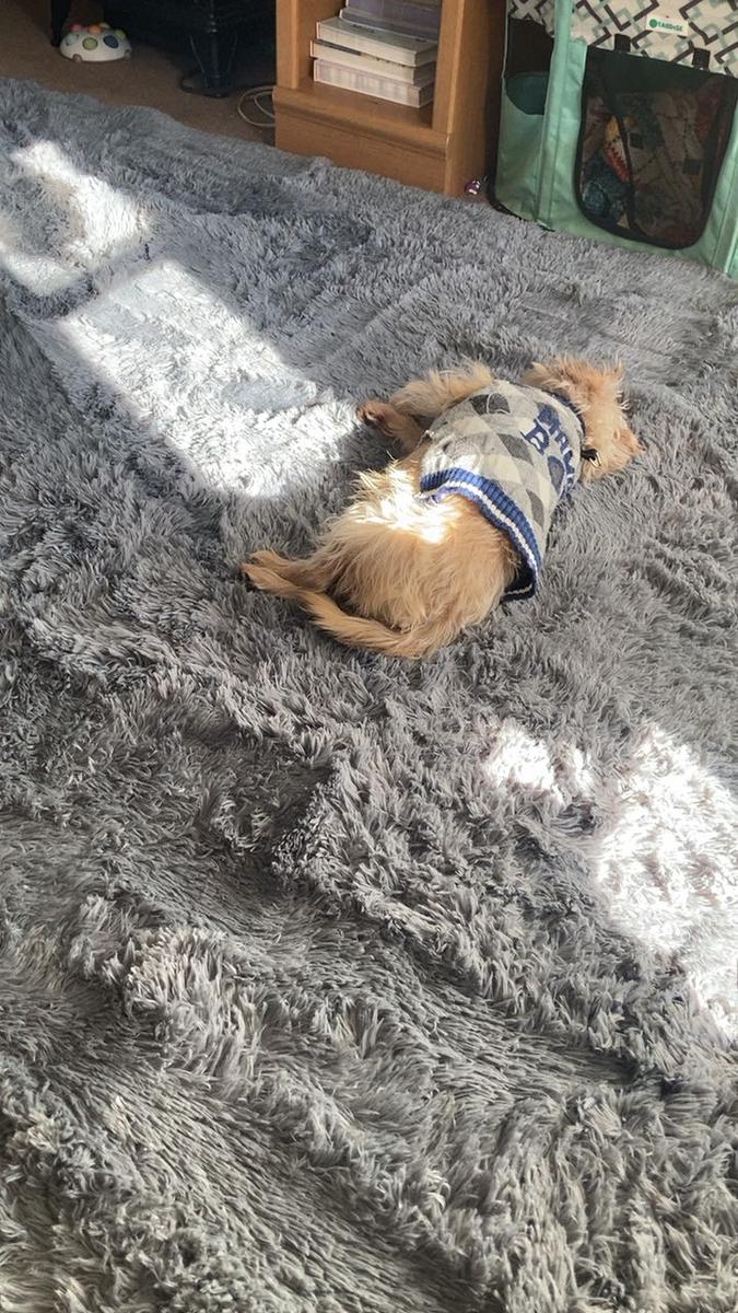 Item: Gray, 6 by 9 feet