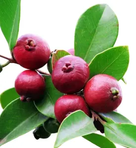 Live Pink Guava Tree Plant Strawberry Guava Fruit Tree for Planting, 5-7 Inch Tall