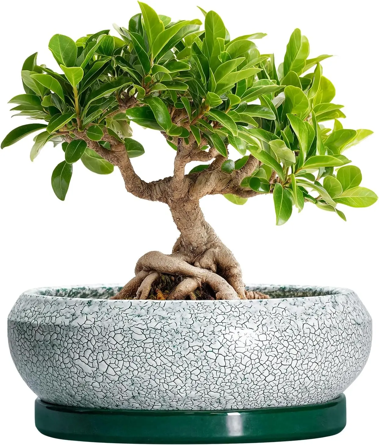 Elegant 8-Inch Retro Green Ceramic Bonsai Pot for Succulents - Perfect for Indoor and Outdoor Decor, Includes Drainage and Saucer