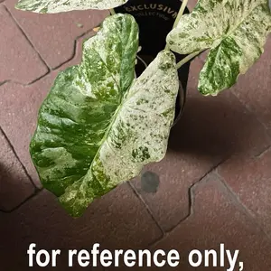 Alocasia Macrorrhizos “Camouflage” Variegated – Tissue Culture Plant | Acclimation Required