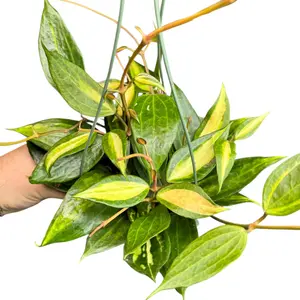 6" Hoya Reverse Macrophylla, Pet Friendly, Live Houseplant, Indoor Plant