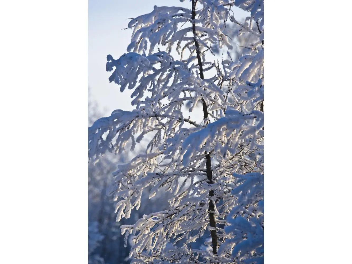 Snow Covered Tree Poster Print, Large - 24 x 36