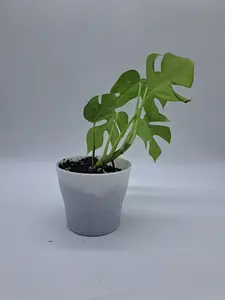 Mini Monstera