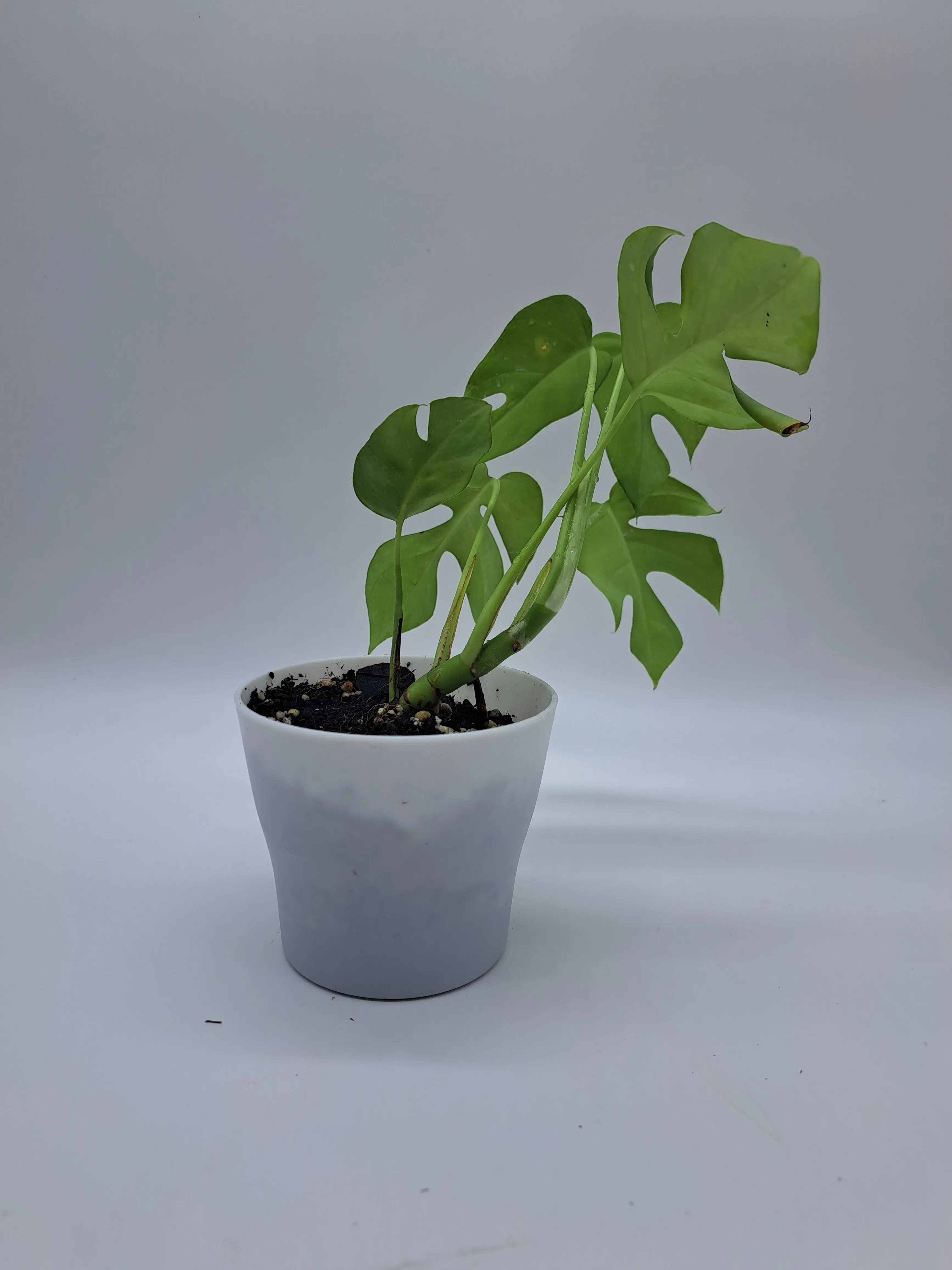 Mini Monstera Mini Monstera