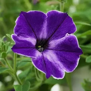 Morning glory seeds, perennial flower seeds, plant seeds to be planted, climbing plants, perfect gifts for gardening enthusiasts