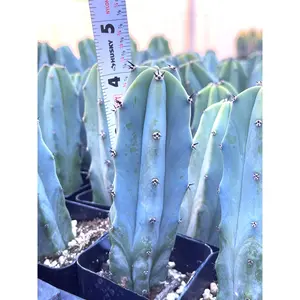 Myrtle Blue Cactus | Blue Candle | Live Cactus