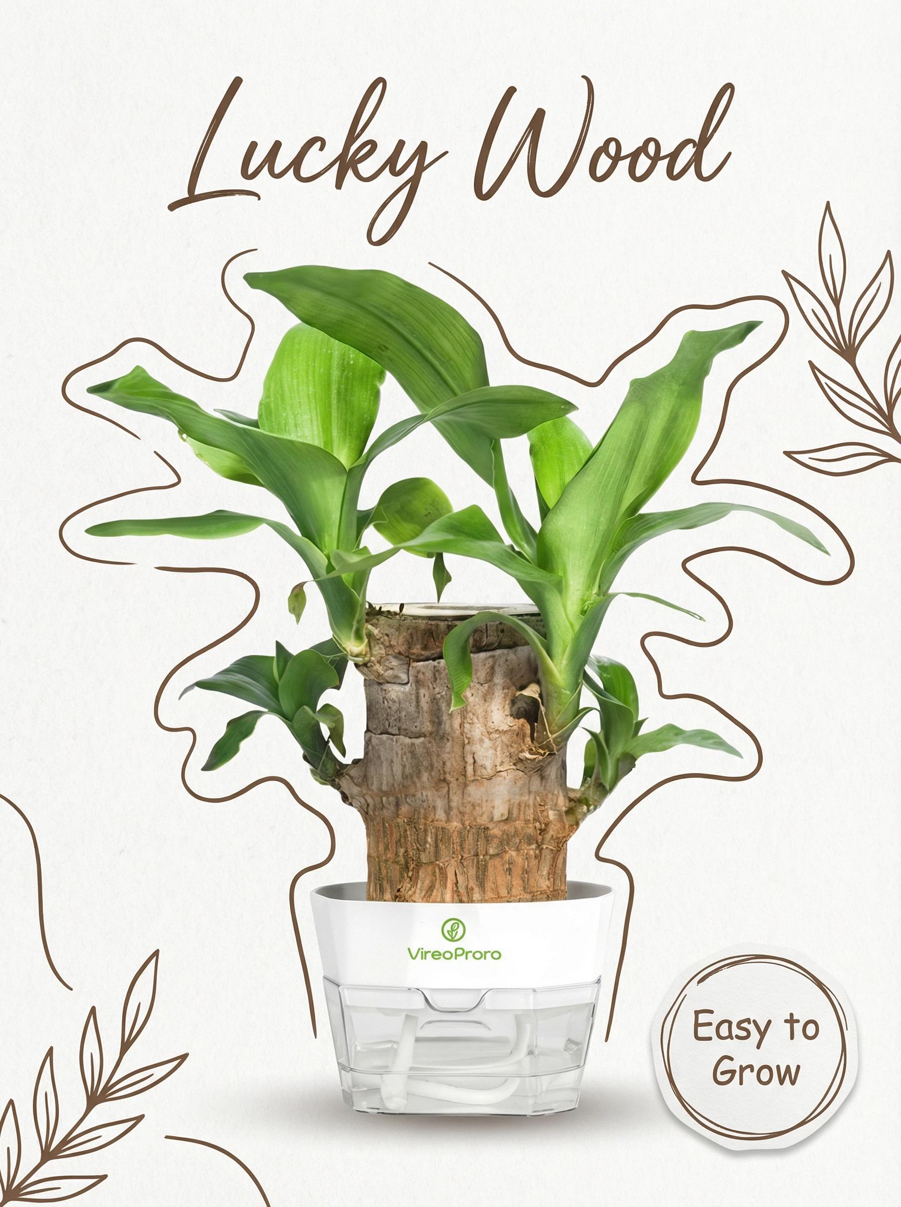 2026 New Brazilian Lucky Tree Live Plant – Easy Care Indoor Lucky Wood, Symbol of Good Fortune & Wealth, with Sturdy Base, Feng Shui Decor for Home, Office & Desk, Beginner-Friendly Houseplant & Unique Gift