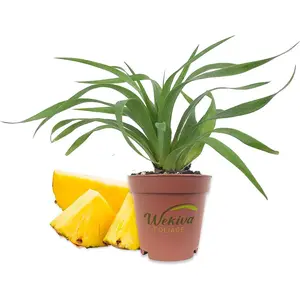 Florida Special Pineapple Plant - Live Starter Plants - Ananas Comosus - Edible Fruit Tree for The Patio and Garden