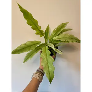 4” Philodendron 'Pluto' Mint Variegated
