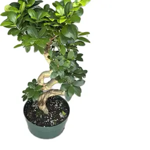 Ginseng Bonsai 8" Potted Live Plant - Ficus microcarpa - Thick Exposed Roots - Miniature Tree Art - Easy Care Bonsai - Ultra Hardy Indoor Plant - Modern Minimalist Aesthetic - Beginner Friendly - Architectural Home Decor