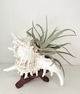 Shell + Tilly on Mango Wood Stand Decor Plant Large Handcrafted Mango Wood Stand with Seashell & Live Tillandsia Air Plant Sustainably Sourced Kaua'i Nursery