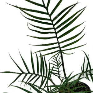 Philodendron Tortum 4” Pot Live Houseplants with Deep Green Elongated Leaves & Wavy Edges for Indoor Decor