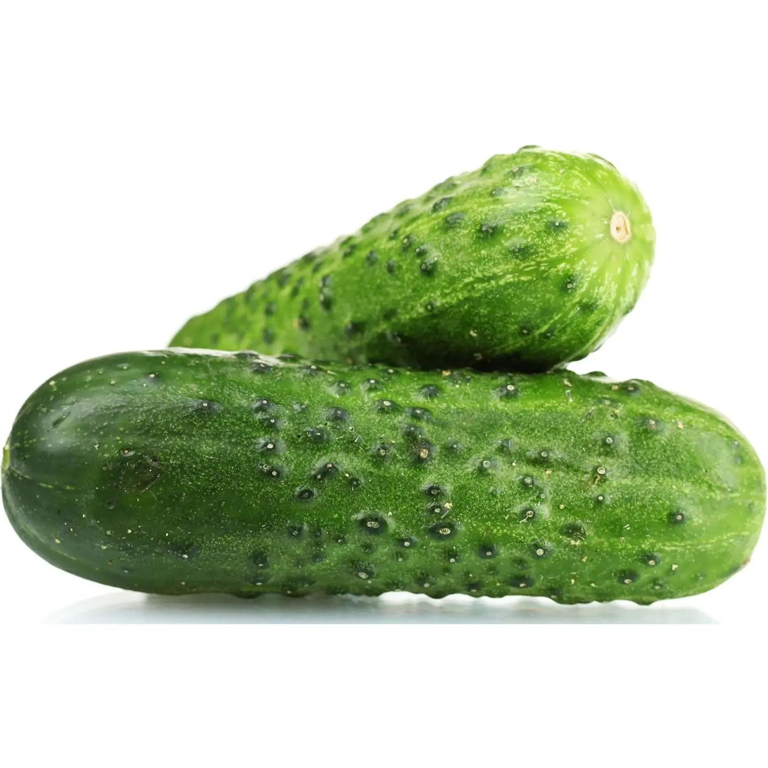 Spacemaster Cucumber