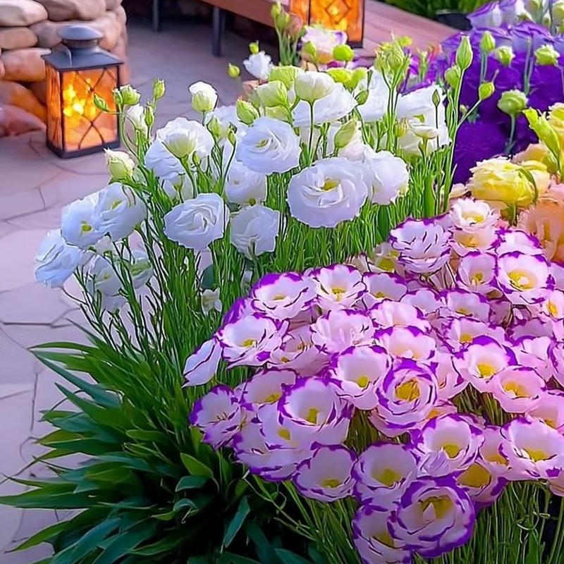 Lisianthus Seeds - 200+ Flower Seeds for Planting, Elegant Blooms for Your Garden and Home