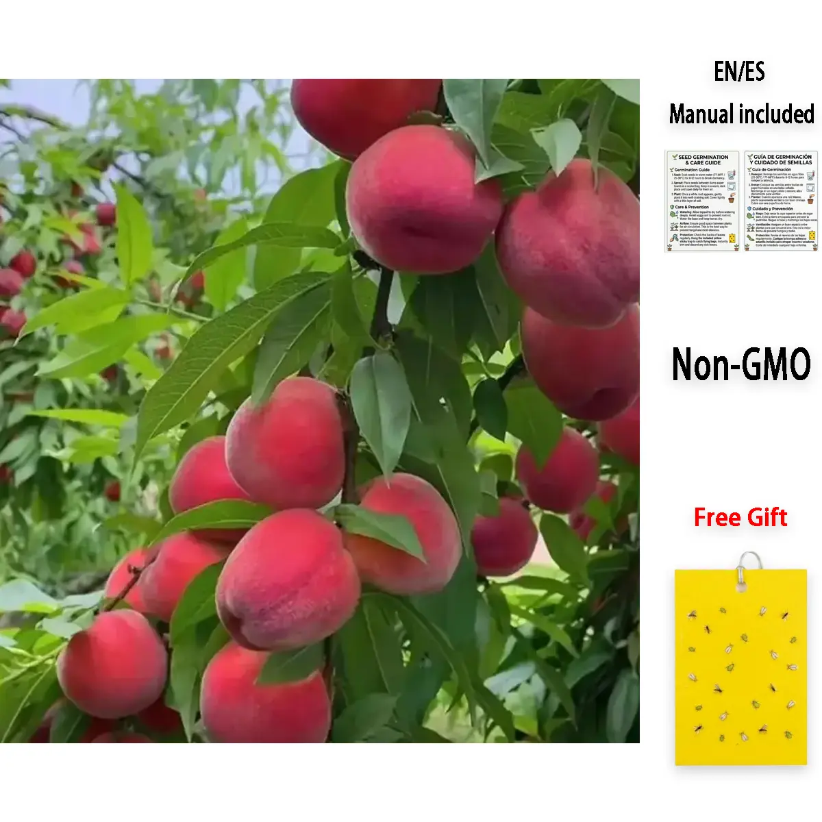 Mini Peach Tree for Pots – Sweet Juicy Fruit, Easy to Grow, Indoor & Outdoor Patio Plant