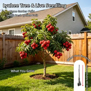 Sweet Lychee Fruit Tree - Dwarf Grafted Live Litchi Chinensis Plant for Indoor/Outdoor