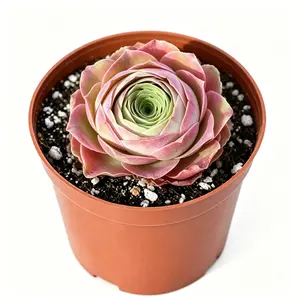 Mountain Rose Succulent - Aeonium dodrantale, Bare Root Live Plant for Garden/Indoor Use, Seasonal Decorative Live Plants