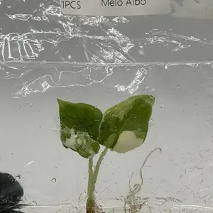 Alocasia Melo Albo – Rare Textured Variegated Tissue Culture Plant | Collector TC