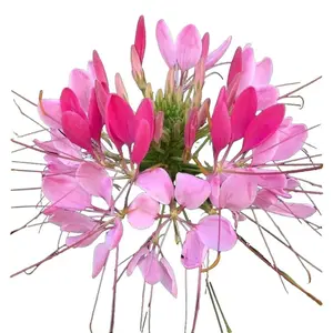 Green River 100 Candu Pink Clome Spider Seeds - lupine flower seeds, heirloom flower seed pack - perennial flower seeds mix for vibrant summer gardens, pollinator-friendly, drought-tolerant, compact grower