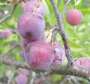 5 Beach Plum Seeds, Prunus maritima Seeds, Shrub Seeds (Showy, Hardy, Fast)