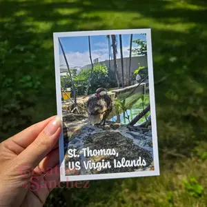 St. Thomas USVI Postcard – Tropical Island Bird – Original Photography by Creative By Sanchez
