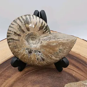 Ammonite Fossil Polished - High-Quality Collection of Natural Dinosaur Parts Home Decor Accessory Decorative Items